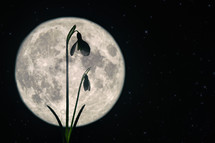 Closeup Snowdrops in night spring forest and moon