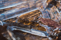 icy leaves background 