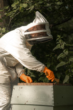 Beekeeper working with honey bees in a bee hive