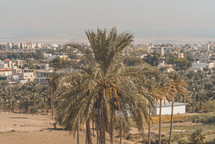 Palm tree in front of Israel