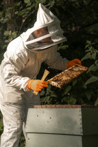 Honey bees being examined by a beekeeper in a suit