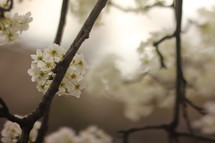 white fruit tree blossoms 
