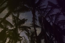 silhouettes of palm trees at dusk.