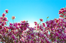 flowering tree and blue sky 