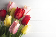 tulips on a white wood background 