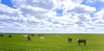 cattle on a pasture 