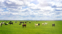 cattle on a ranch 