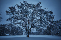 winter tree covered in snow 