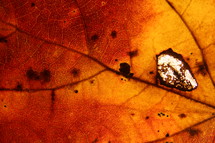 red fall leaf closeup 