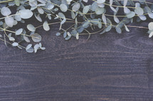 eucalyptus border on wood 