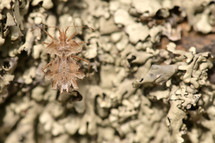 bug on lichen 