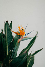 Bird of Paradise flower 
