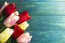 tulips on a teal wood background 