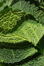 Closeup view of green fresh organic savoy cabbage on table