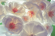 Closeup Of Fresh Wild White Roses on White Background