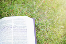open Bible in grass