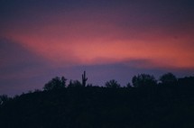 silhouette of a cactus at sunset 
