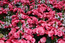 pink and white flowers in a flower bed 