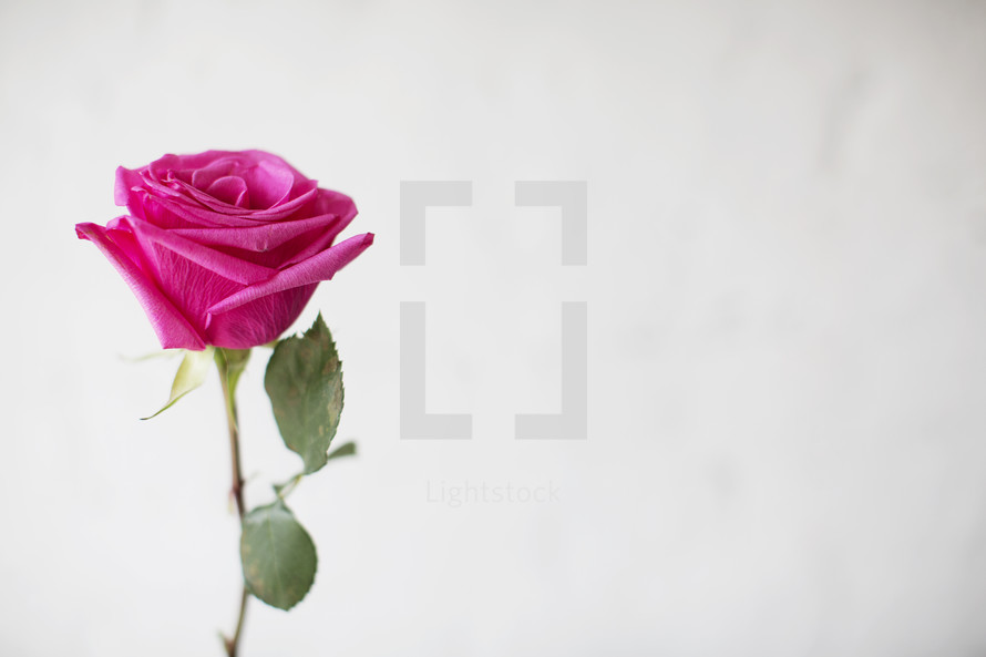 Long stemmed pink rose.