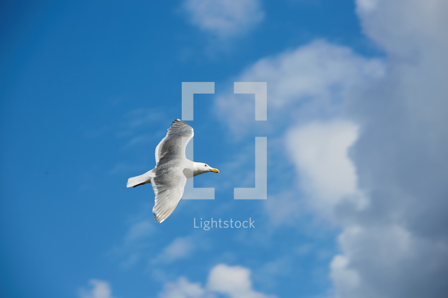 a seagull in flight 
