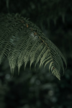 Green fern plant, fern leaves, wild plants, forest floor
