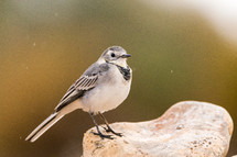 song bird on a rock 