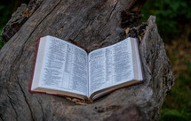 open Bible on a log 