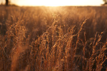 field of tall brown grasses at sunset 