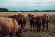 Cattle in a cow field