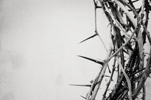 edge of a crown of thorns 