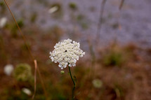 white flower outdoors 