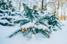 snow on a baby pine tree 