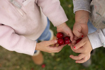 toddlers picking apples 