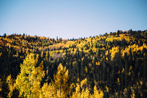 fall mountain forest 