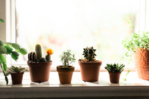 potted cactus and succulents in a window sill 