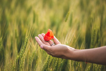 cupped hand in a field of wheat holding a red flower 