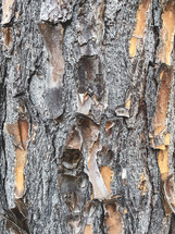 Abstract background, close up photo from tree bark.