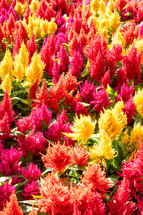 A full frame of yellow, Orange and red flowers, in the Botanical garden in São Paulo Brazil.Abstract Background.