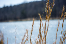 Dried grass on the shore of a lake.