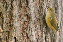 song bird on a tree 