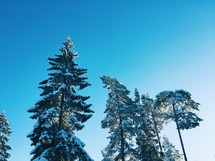 snow on pine trees 