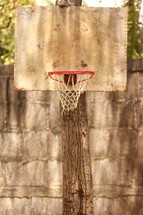 basketball hoop on a tree 