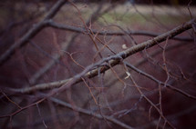 closeup of tree limbs 