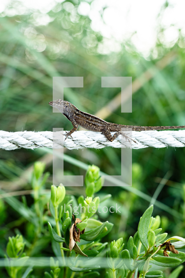 Dark-colored Florida lizard on a white rope with tall grass in the background.