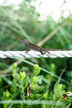 Dark-colored Florida lizard on a white rope with tall grass in the background.