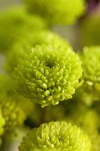 green chrysanthemums 