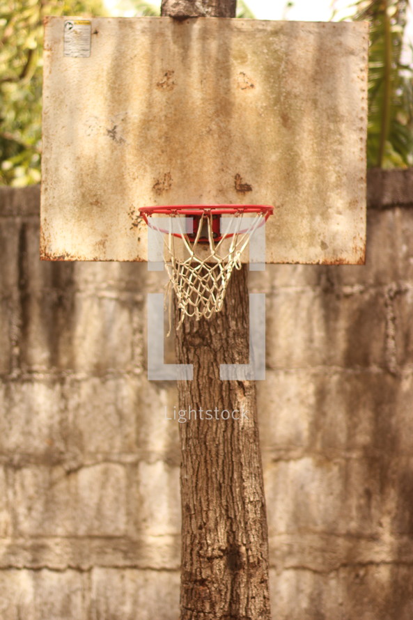 basketball hoop on a tree 