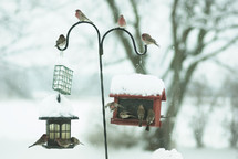 Winter birds gathered at some bird feeders.