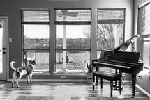 a grand piano in a corner and dog looking out a window 