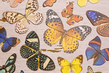 butterflies pattern 